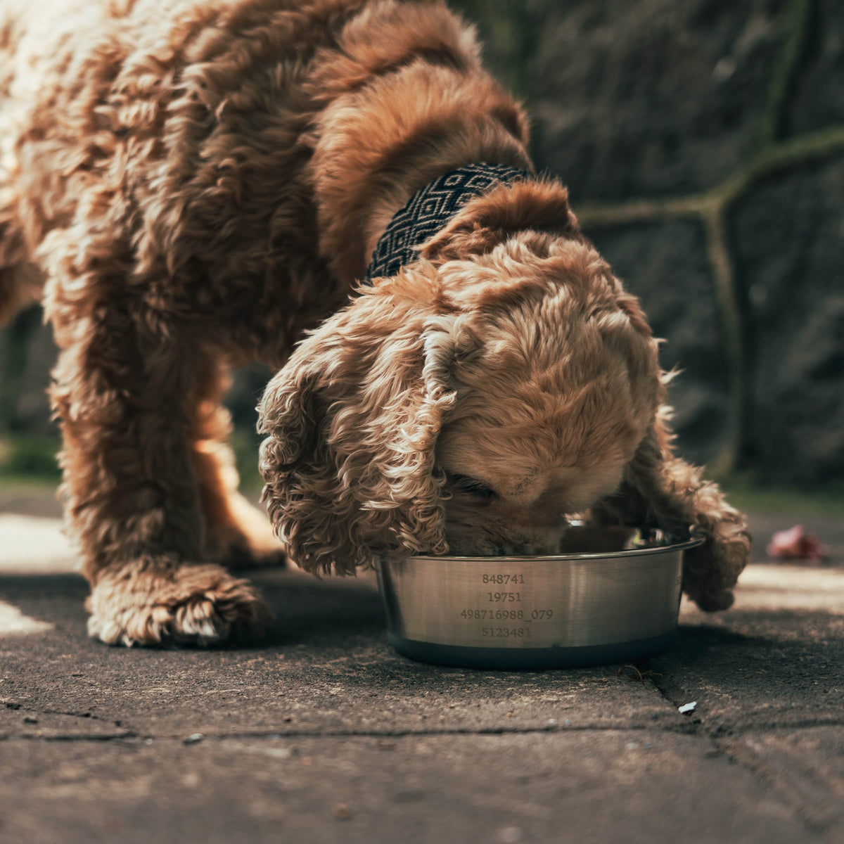 Stainless steel pet bowl engraved with Grabovoi Numbers and sacred geometry for enhancing pet health, mood, and energy vibration.